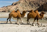 09 Camels