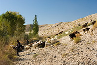 16 Sheep herd and shepherd