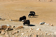 07 Grazing yaks
