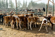 Livestock market photo gallery  - 12 pictures of Livestock market