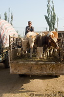 06 Cattle being unloaded from a truck