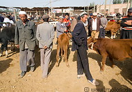12 Uighur men and cattle