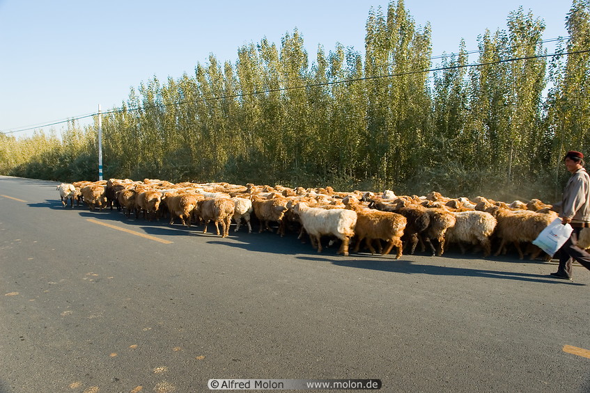 12 Sheep herd on street