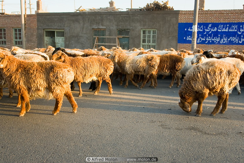 15 Sheep herd on street