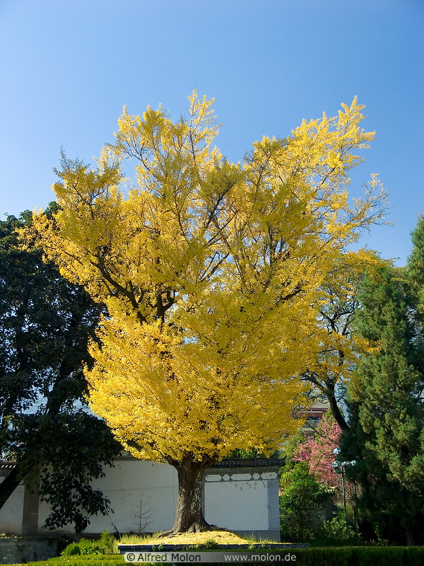 07 Tree with yellow leaves