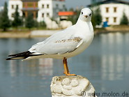 04 Seagull