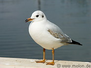 06 Seagull