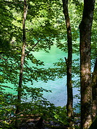 41 Forest and lake