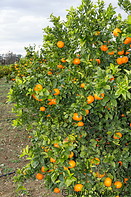 35 Mandarine tree