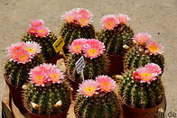 36 Notocactus roseoluteus with pink flowers