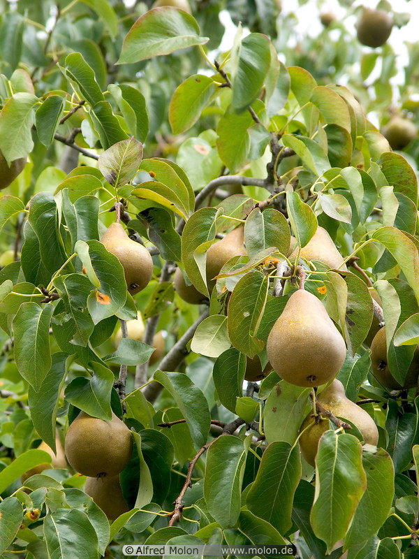 05 Pear tree