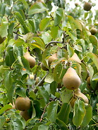 05 Pear tree