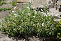 14 Plant with white flowers