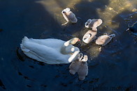 06 Swan family