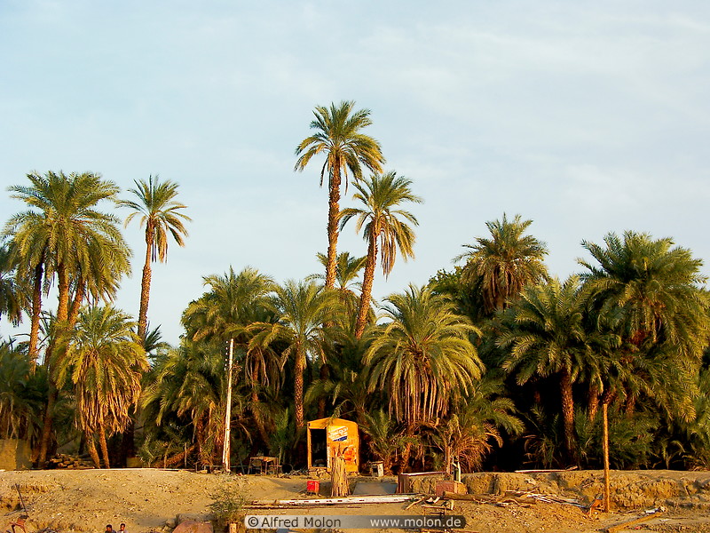 13 Date palm trees at sunset