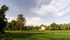 05 Fields and palm tree
