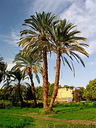 06 Date palm trees