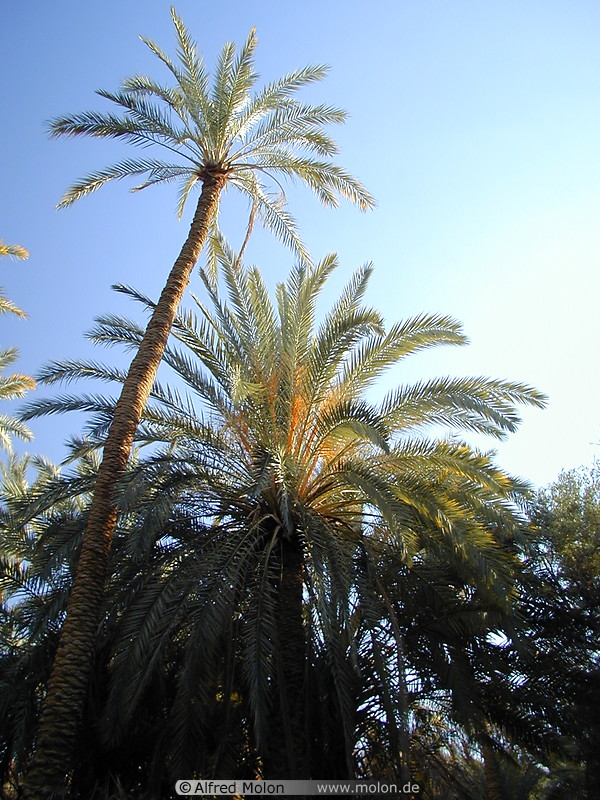 03 Palm trees