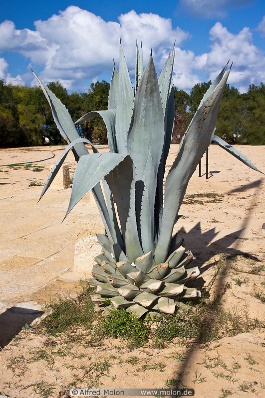 01 Agave plant