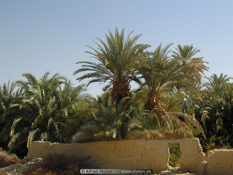 02 Date palm trees and mud brick wall