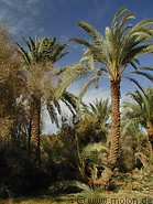 03 Date palm trees
