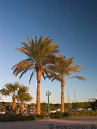 06 Palm trees