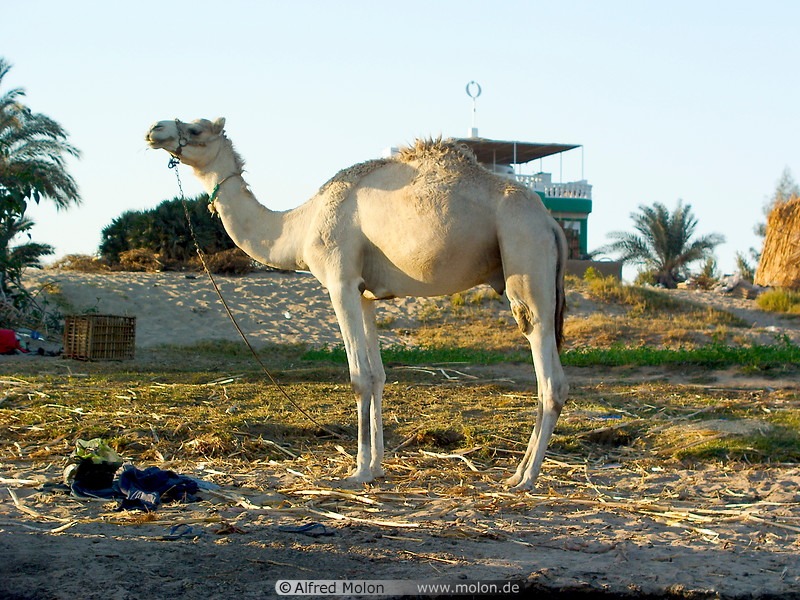 09 Dromedary (camel)