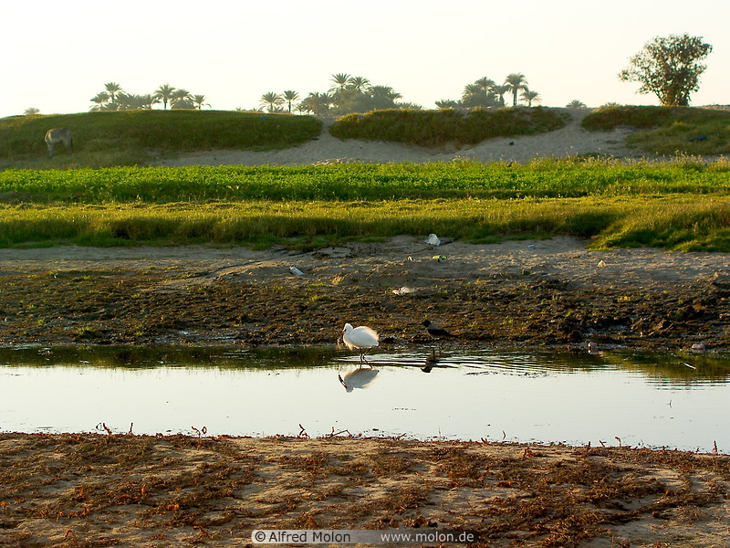 13 Nile river bank with bird