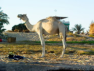 09 Dromedary (camel)