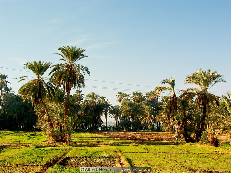02 Date palms and irrigated fields