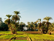 02 Date palms and irrigated fields