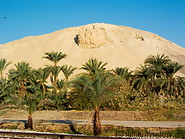 05 Hill of eroded chalk and limestone overlying black shale and date palms