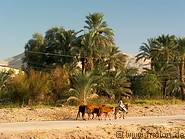 06 Egyptian farmer on donkey