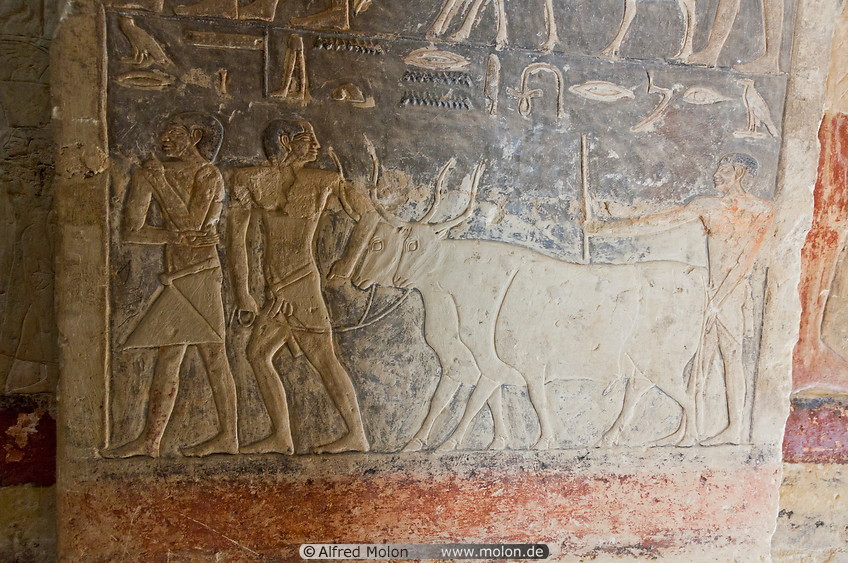 25 Frescoes inside the Mereruka tomb