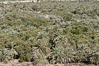 04 Date palm plantation