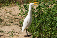 07 White egret
