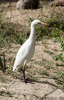 08 White egret
