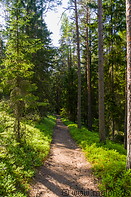 06 Forest trail near Oandu