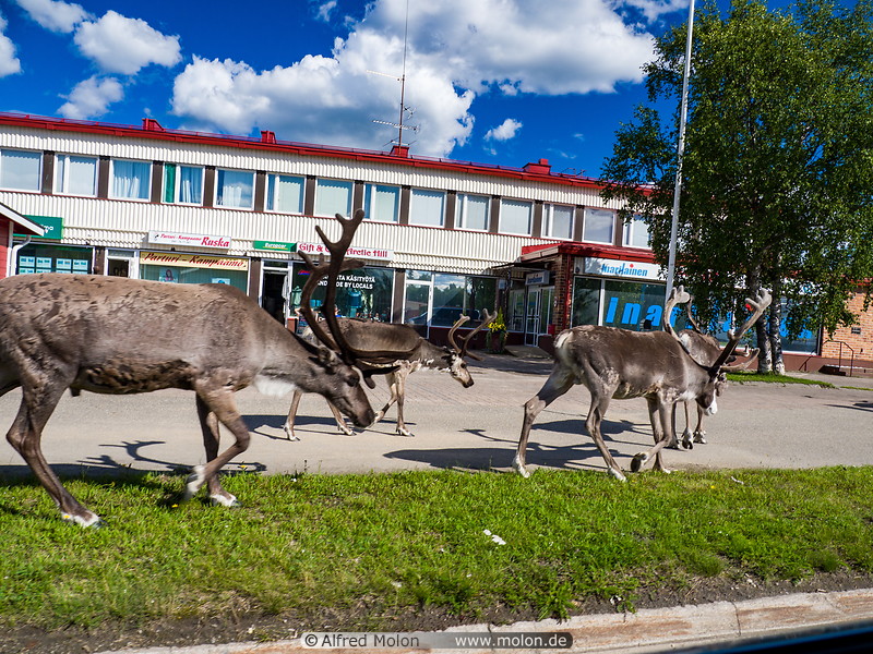 13 Reindeer in Ivalo