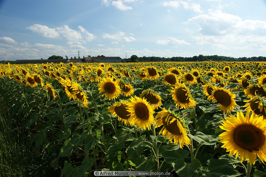 01 Sunflower field