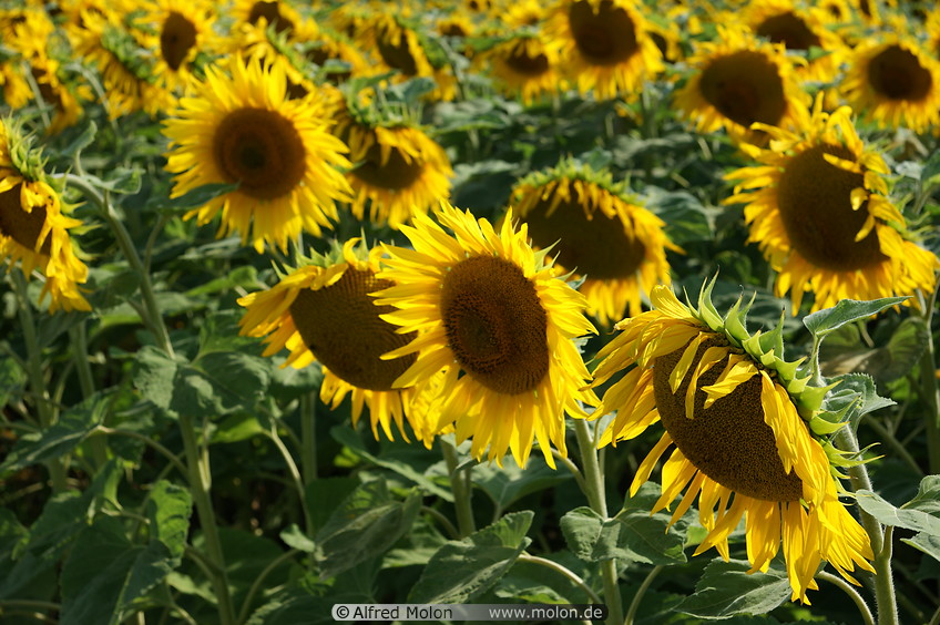 02 Sunflower plants