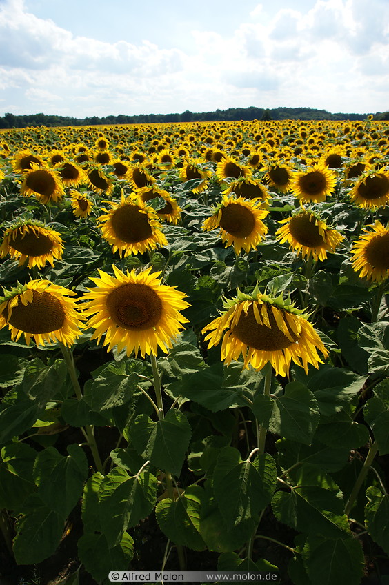 06 Sunflower field