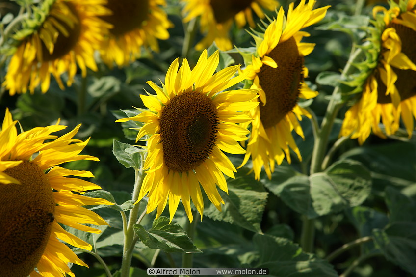 08 Sunflower plants