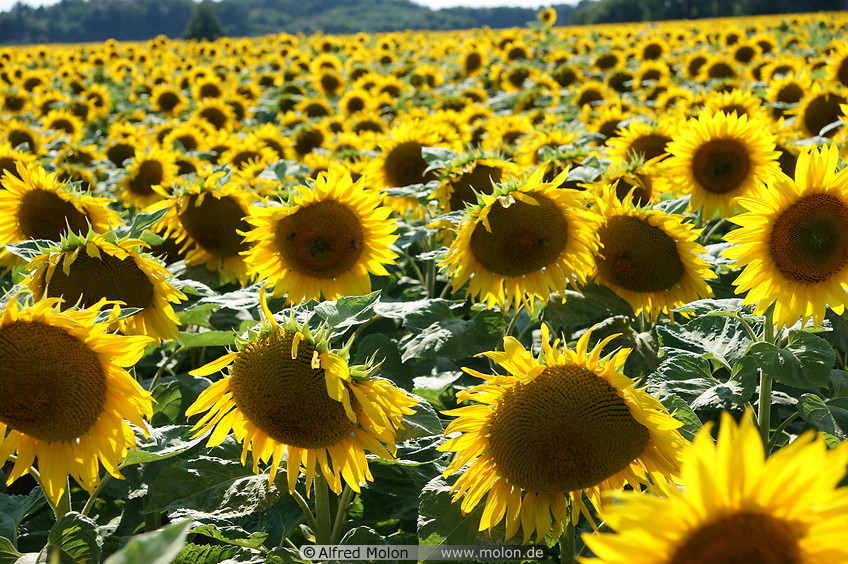 10 Sunflower field