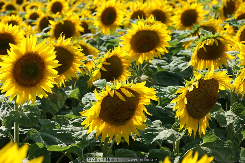 13 Sunflower plants