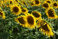 02 Sunflower plants