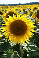 04 Sunflower head