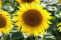 07 Sunflower head