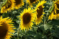 08 Sunflower plants