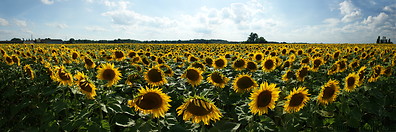Sunflower plantation photo gallery  - 13 pictures of Sunflower plantation